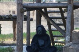 常州淹城动物园愚人节神操作 动物园找人假扮猩猩